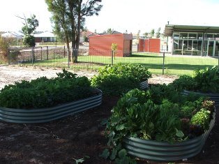 One of our school gardens