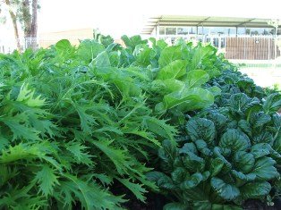 Mizuna, tatsoi and silverbeet