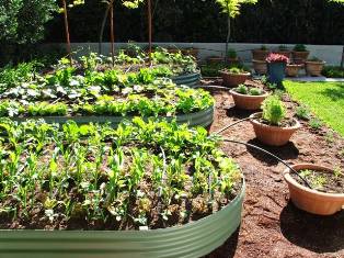 your-patch-organic-garden Your Patch Organic Garden Gallery