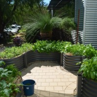 Neurological Garden - Ready to Harvest
