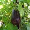 Superb Organic Eggplant