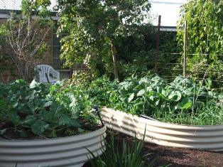 Garlic and greens
