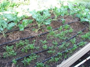 Carrots and broccoli