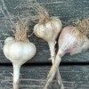 Now is the time to plant Garlic