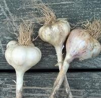 Now is the time to plant Garlic