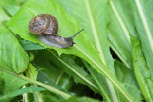 Pests - Snails
