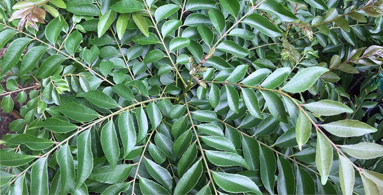 Thumbnail - Curry Leaf Tree