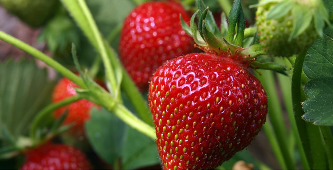 Thumbnail - Strawberry