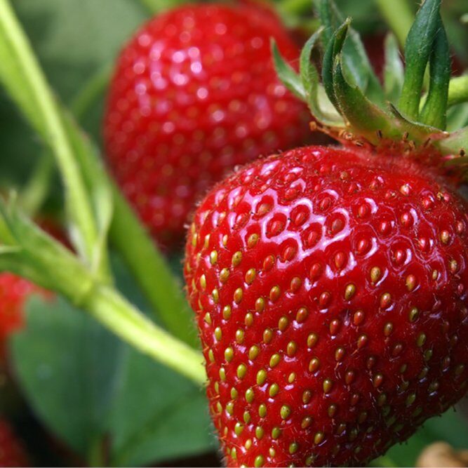 Thumbnail - Strawberry