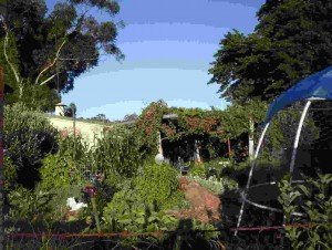 Barry Green's permaculture garden at Boronia Farm