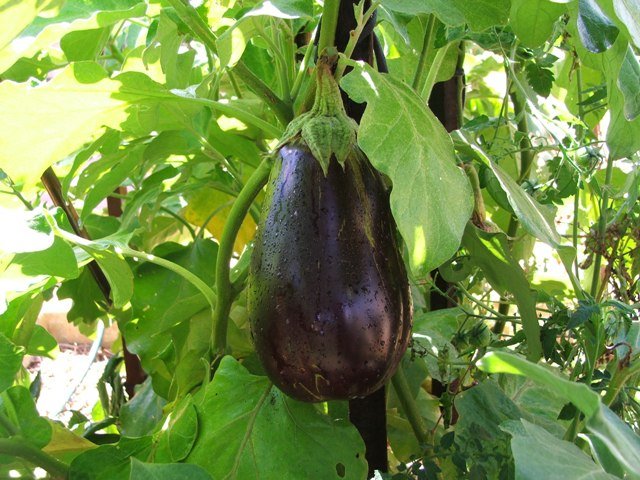 Superb Organic Eggplant
