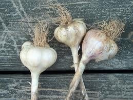 Now is the time to plant Garlic